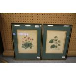 2 early 19th Century Botanical watercolours