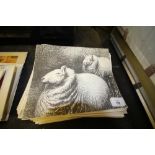 30 Sheep prints