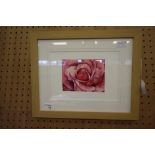 Watercolour - Kate Readman - signed, Pink Rose