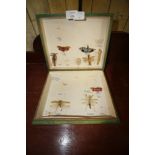 Exotic insects display