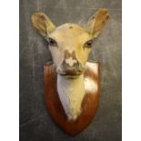 Mounted deer head by E. Allen & Co