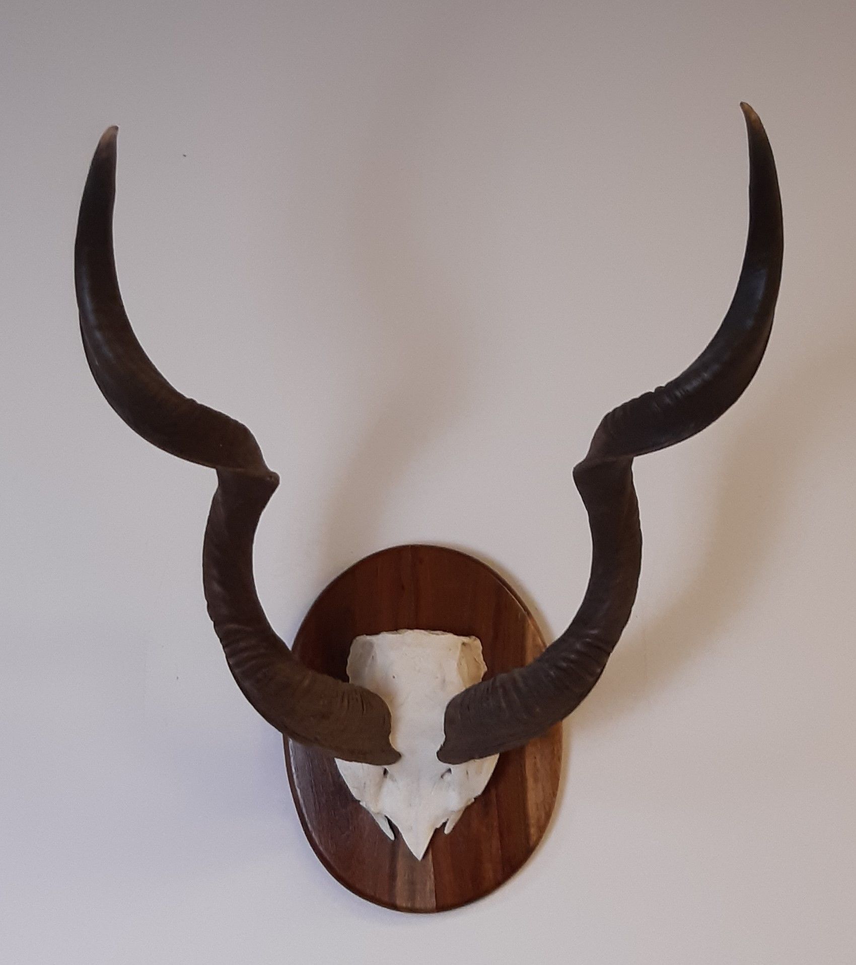 Pair mounted Kudu horns, 62cm high x 52cm wide - Image 2 of 2