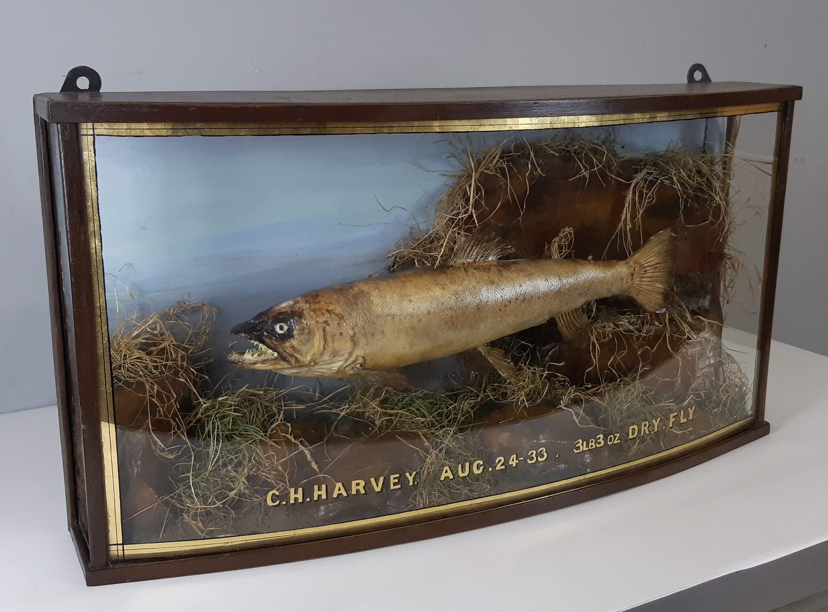 Antique brown trout, mounted within naturalistic display by Sharrop of Sheffield, contained in