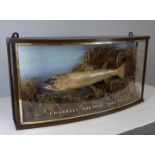 Antique brown trout, mounted within naturalistic display by Sharrop of Sheffield, contained in