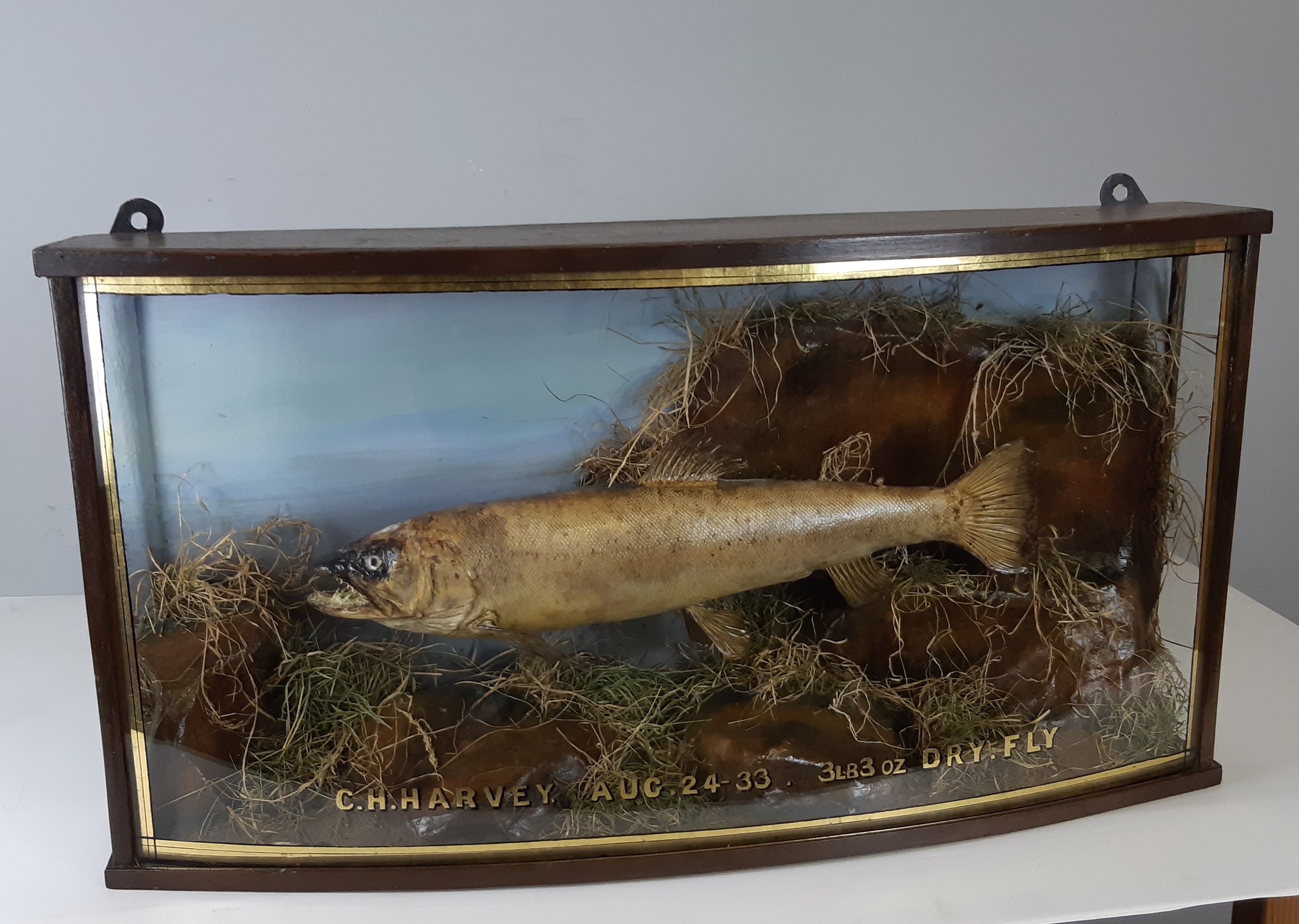 Antique brown trout, mounted within naturalistic display by Sharrop of Sheffield, contained in - Image 2 of 3
