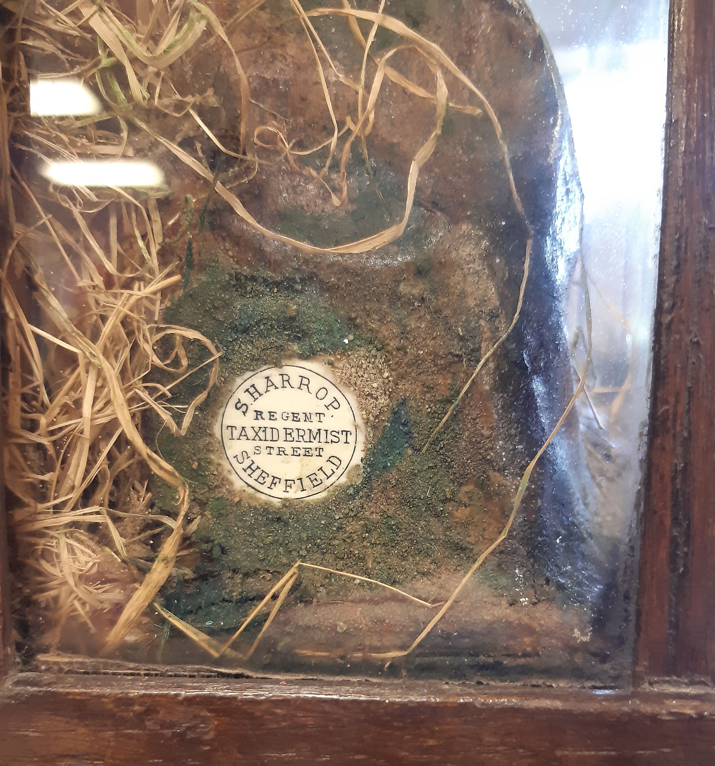 Antique brown trout, mounted within naturalistic display by Sharrop of Sheffield, contained in - Image 3 of 3