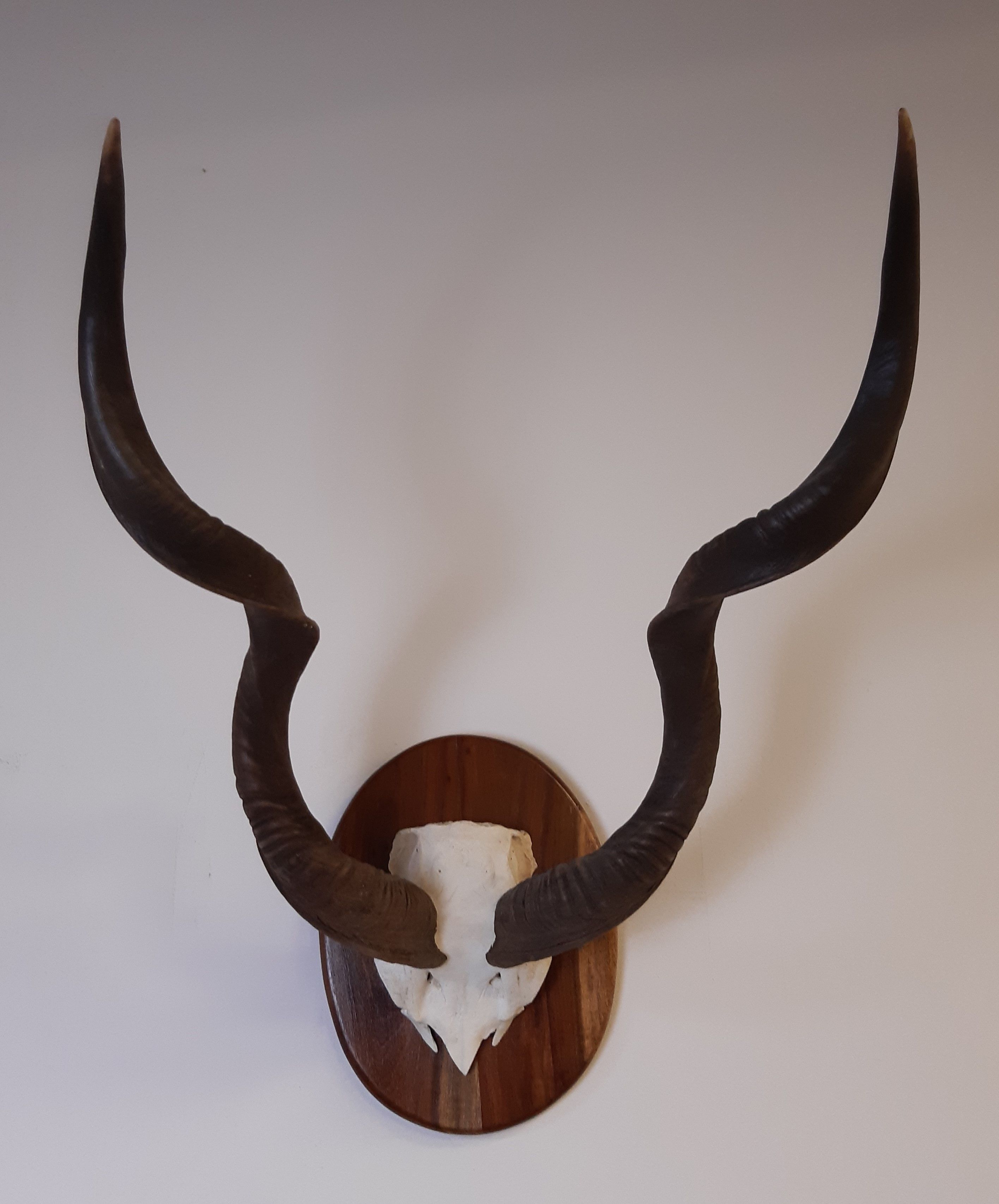 Pair mounted Kudu horns, 62cm high x 52cm wide