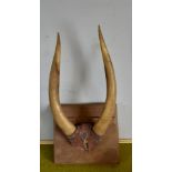 Pair of mounted horns, with red leather covering to skull, 26cm wide x 47cm high, slight damage 37.