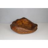 A dished transverse section walnut fruit bowl 50cm