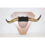 A pair of Highland Cow horns, mounted to mahogany shield and oak plinth 65cm wide