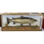 A cased taxidermy salmon specimen, mounted within a naturalistic setting, oak and glazed case