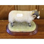 A Border Fine Arts Swaledale Ram A1243 from the Sheep Breeds series, 13.5cm Good condition.