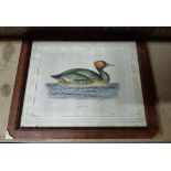 19th Century coloured aquatint - Eared Grebe, 23cm x 28cm, later frame and glazed and three mixed