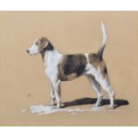 Arthur Wardle, Foxhound, watercolour.