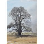 Alwyn Crawshaw (British 1934-) "Elm Tree"