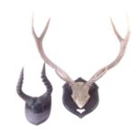 Pair of three point Stag antlers marked Datia 1925 and one other pair of African Horns.