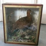 A cased taxidermy model, of a Grouse in naturalistic setting, width 13.25ins