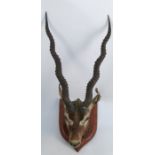 A taxidermy head, of a Blackbuck antelope, on a wooden shield