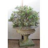 A concrete garden urn, with egg and dart border, raised on a pedestal with square foot, height