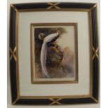 W E Powell, watercolour, an Asiatic pheasant on a branch, 19.5ins x 8ins