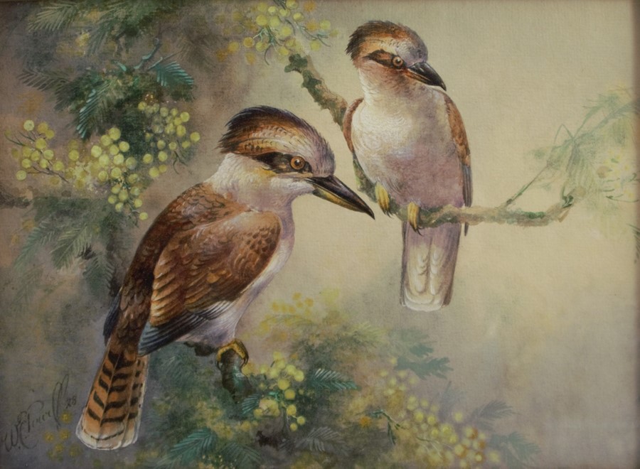 W E Powell, watercolour, a pair of kookaburras in a tree, dated 1925, 7.75ins x 10ins - Image 2 of 3