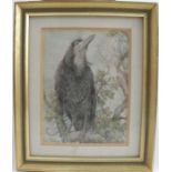 C H C Baldwyn, coloured pencil, Blackbird on a branch 5ins x 3.75ins