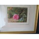 Harry Sutton Palmer, watercolour, Pink Rose, 5.5ins x 7.25ins