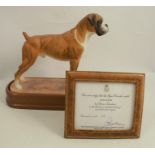 A Royal Worcester limited edition model, of a Boxer by Doris Lindner, with wooden plinth and