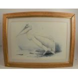After Edward Lear, print, Pelican, 14ins x 21ins, in a birds eye maple frame