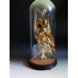 A Taxidermy Tawny Owl in glass dome, 49cm overall height