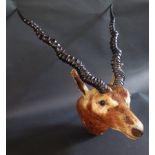 A Taxidermy Black Buck Head, horns c. 50cm