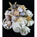 A large collection of shells to include, conch, cowrie,