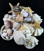 A large collection of shells to include, conch, cowrie,