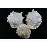 Three King Helmet Conch shells, from the Western Atlantic ocean,