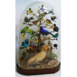 A Victorian taxidermy study of 20 South American exotic birds, in naturalistic setting,