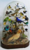 A Victorian taxidermy study of 20 South American exotic birds, in naturalistic setting,