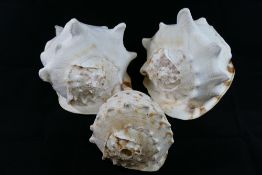 Three King Helmet Conch shells, from the