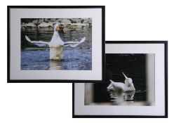 A pair of photographs of ducks, framed and glazed, 30cm x 39cm, these art works are being sold on