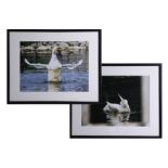 A pair of photographs of ducks, framed and glazed, 30cm x 39cm, these art works are being sold on