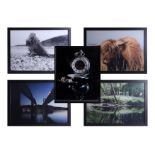 Five photographs including the Tamar and Brunel Bridges, Highland cattle and pocket watch (5) 47cm x