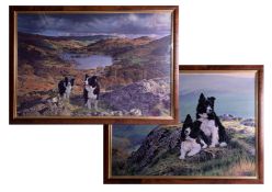 Steven Townsend, two large prints of Border Collies, largest overall size 70cm x 102cm, framed (2).
