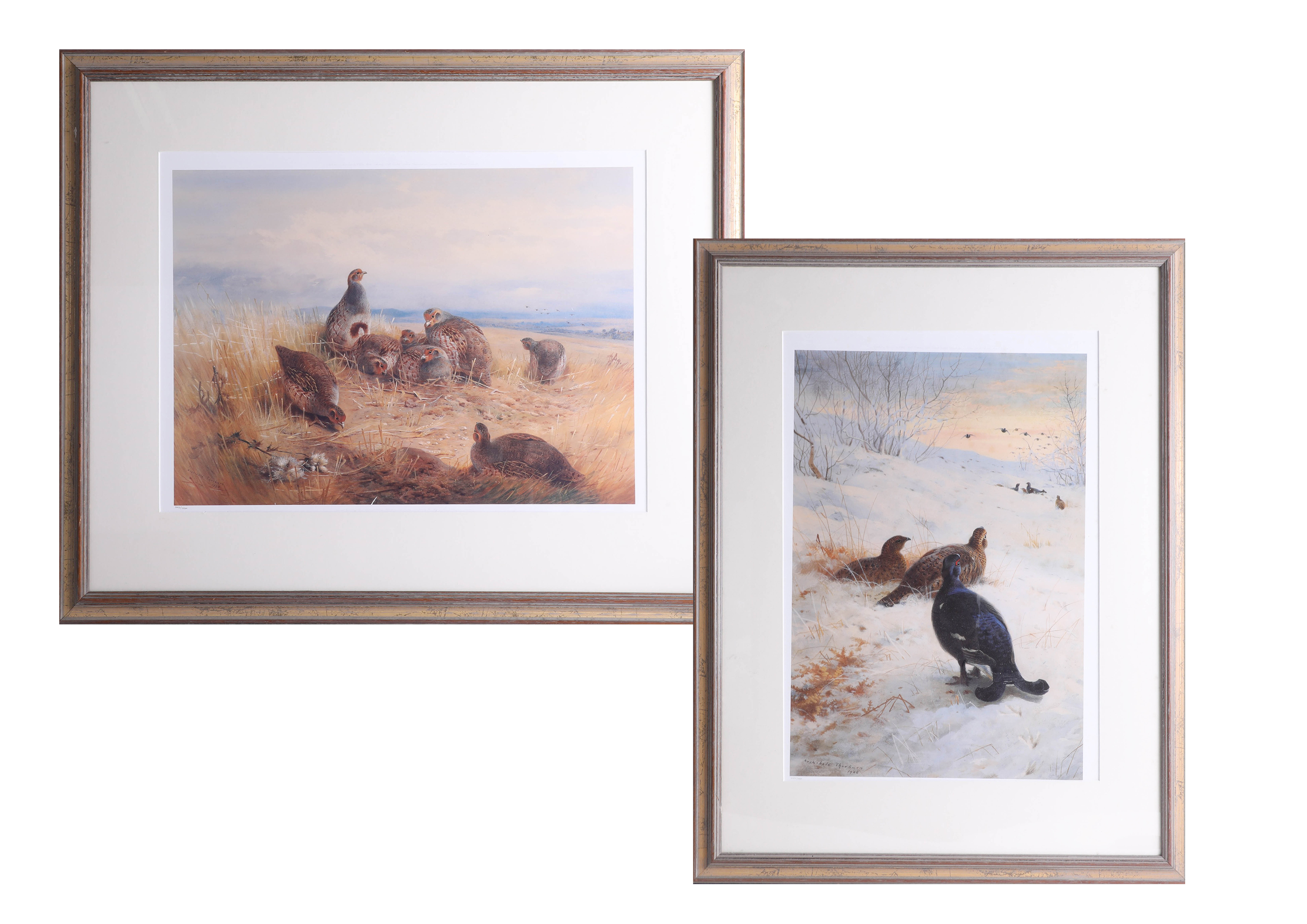 After Archibald Thorborn, pair of edition prints No 293/850 framed and glazed, 75cm x 57cm overall.