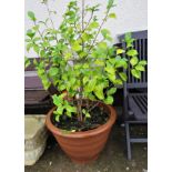 LARGE CIRCULAR TERRACOTTA GARDEN PLANTER WITH CAMELLIA JAPONICA SHRUB