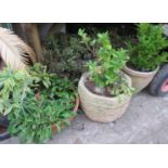 TWO CIRCULAR WOODEN PLANTERS AND THREE STONE PLANTERS (ALL WITH CONTENTS)