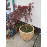 LARGE TERRACOTTA GARDEN POT PLANTED WITH AN ACER