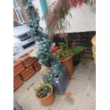 THREE GARDEN POTS WITH CONTENTS AND A METAL PLANTER WITH GROWING FRAME AND FAUX IVY