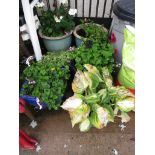 SIX GLAZED CERAMIC GARDEN POTS WITH PLANTS INCLUDING GERANIUMS