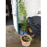 TWO LARGE BLUE GLAZED CERAMIC GARDEN POTS WITH PLANTS INCLUDING A PALM, TOGETHER WITH A TERRACOTTA