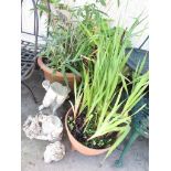 FOUR POTTED PLANTS, ONE WITH WIRE FRAMED PLANT STAND