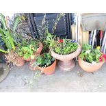 SIX POTTED PLANTS IN PLASTIC AND TERRACOTTA PLANTERS